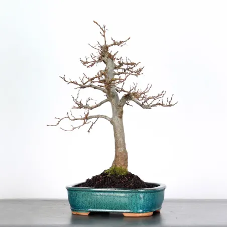 Bonsai Charmes CH-3-2