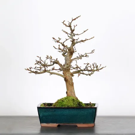 CHARME "Carpinus" 3-5