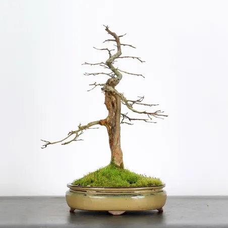 CHARM "Carpinus" 3-7