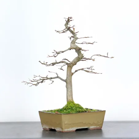 CHARME "Carpinus" 3-15