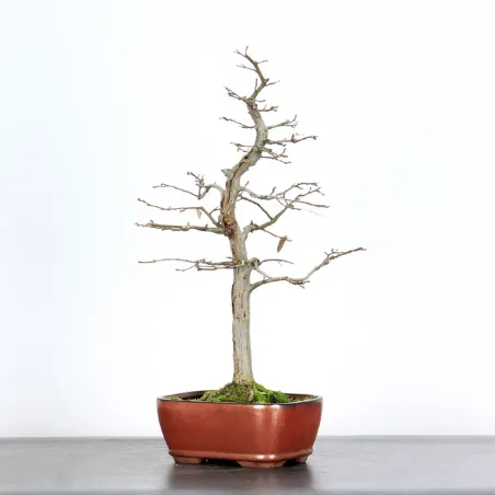 CHARME "Carpinus" 3-16