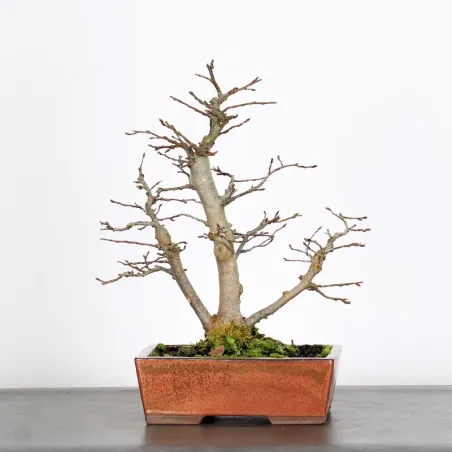 CHARME "Carpinus" 3-17