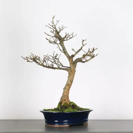 Bonsai Charms CH-4-1