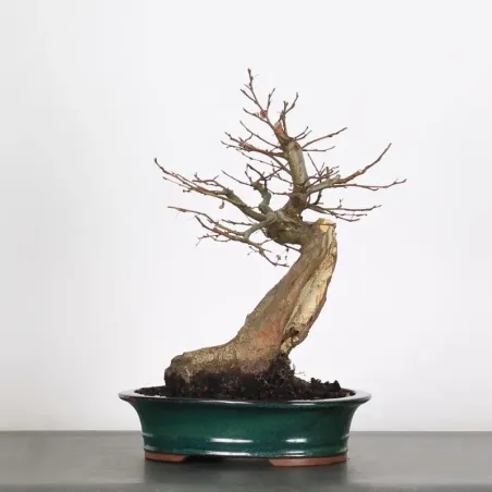 Bonsai Charmes CH-4-2