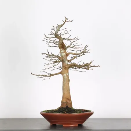 CHARME "Carpinus" 4-9