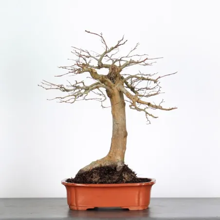 Bonsai Charmes CH-5-1