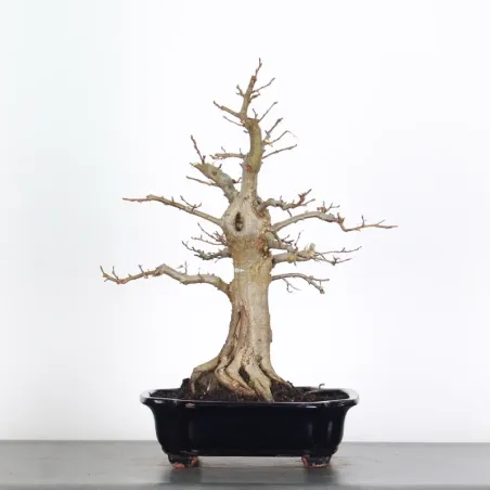 Bonsai Charmes CH-5-2