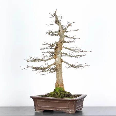 Bonsai Charmes CH-5-3