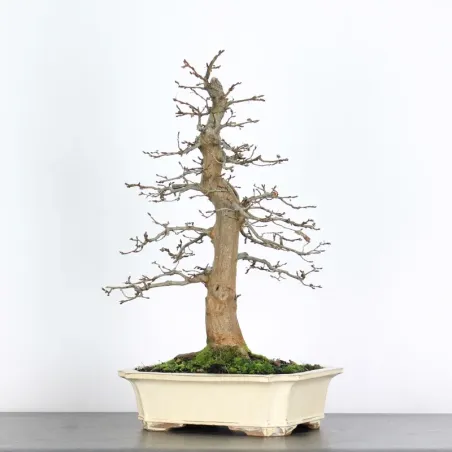 CHARME "Carpinus" 5-5