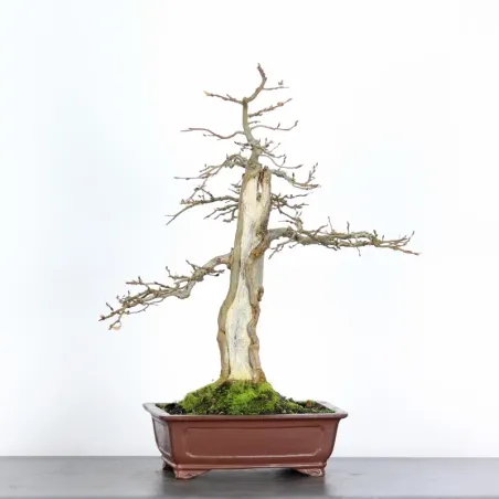 Bonsai Charmes CH-5-6