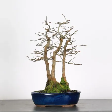 Bonsai Charmes Forêt CHF-1-1