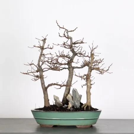 Bonsai Charmes Forêt CHF-1-2