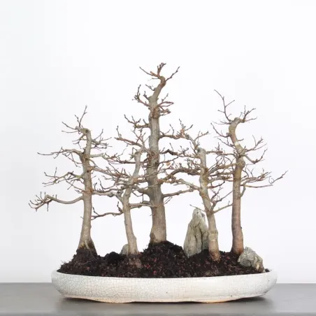 CHARME FORET "Carpinus" 1-4