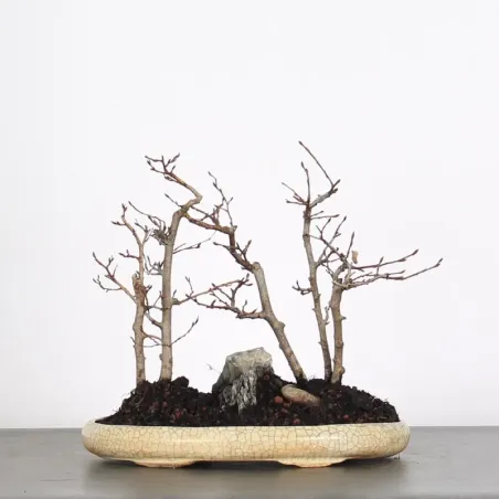 Bonsai Charmes Forêt CHF-1-5