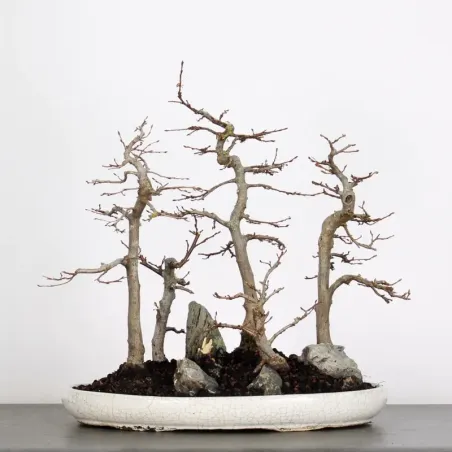 Bonsai Charmes Forêt CHF-1-6