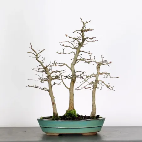 CHARME FORET "Carpinus" 1-8