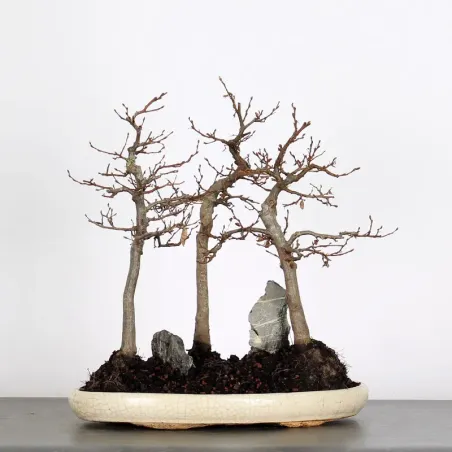 Bonsai Charmes Forêt CHF-1-9