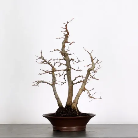 Bonsai Charmes Forêt CH-1-11