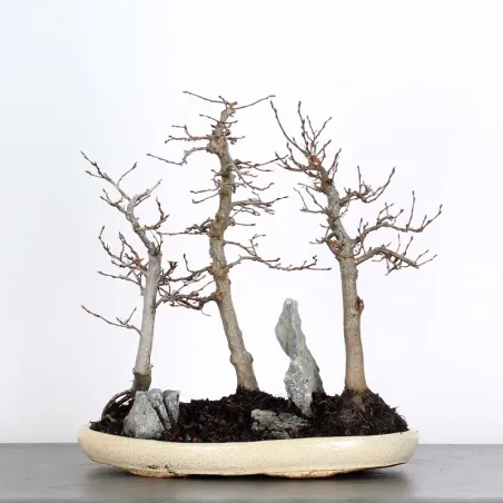 CHARME FORET "Carpinus" 1-12