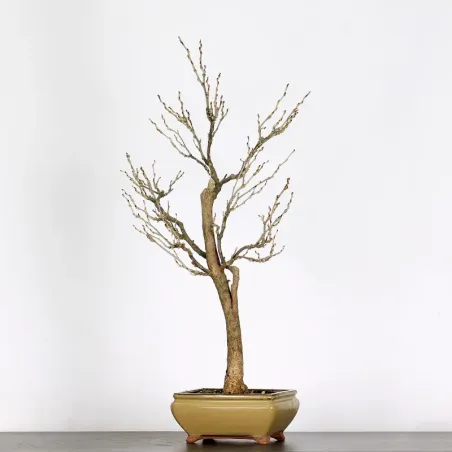 Bonsai Glycine "Wisteria Sinensis"