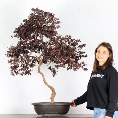 Bonsai Loropetalum