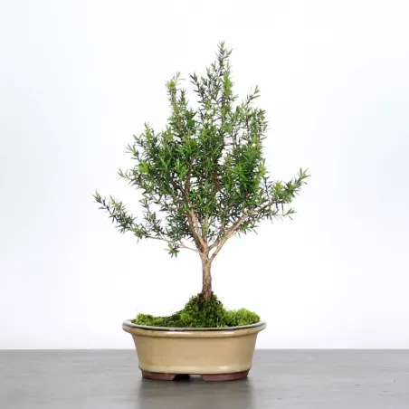 Bonsai Leptospermum