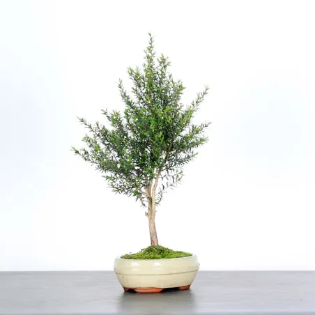 Bonsai Leptospermum