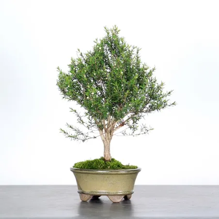 Bonsai Leptospermum