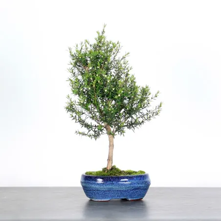 Bonsai Leptospermum