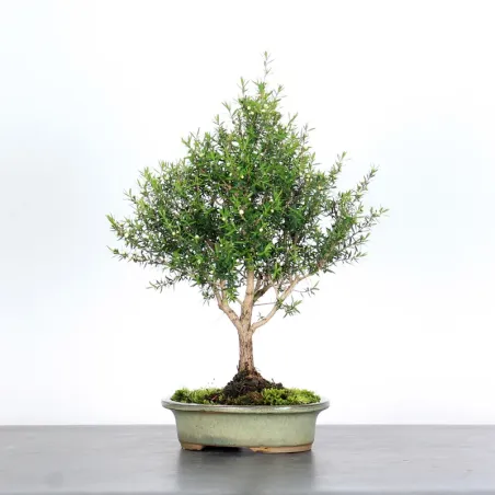 Bonsai Leptospermum