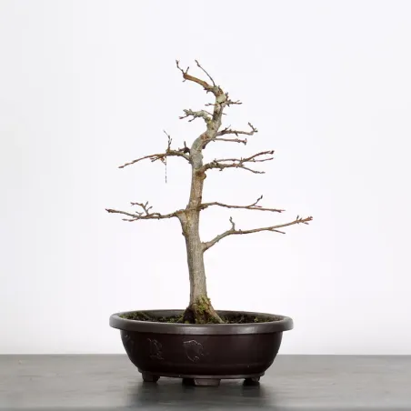 PREBONSAI CHARME "CARPINUS" n°1