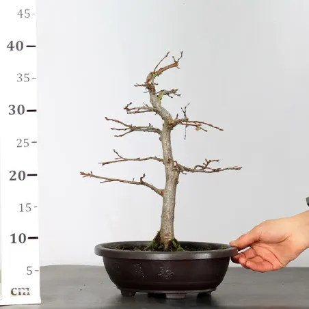 image supplémentaire - PREBONSAI CHARME "CARPINUS"...