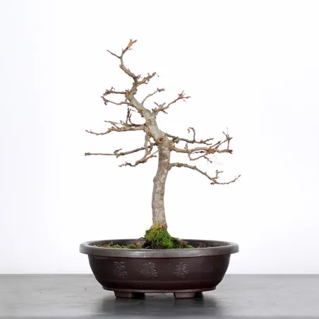 PREBONSAI CHARME "CARPINUS" n°2