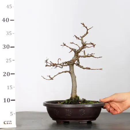 image supplémentaire - PREBONSAI CHARME "CARPINUS"...