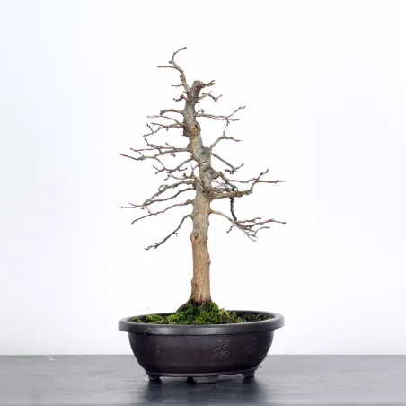 PREBONSAI CHARME "CARPINUS" n°3