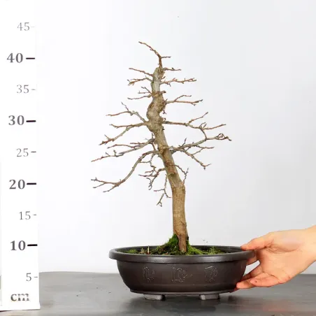 image supplémentaire - PREBONSAI CHARME "CARPINUS"...