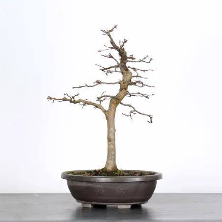 PREBONSAI CHARME "CARPINUS" n°4