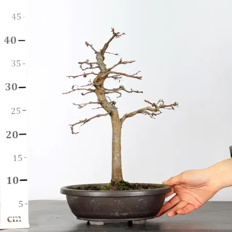 image supplémentaire - PREBONSAI CHARME "CARPINUS"...