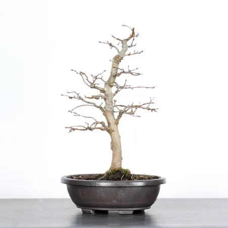 PREBONSAI CHARME "CARPINUS" n°5