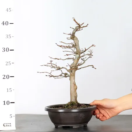 image supplémentaire - PREBONSAI CHARME "CARPINUS"...