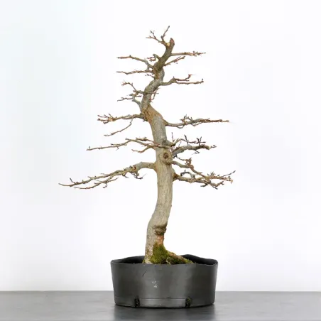 PREBONSAI CHARME "CARPINUS" n°6