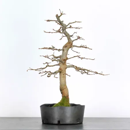 image supplémentaire - PREBONSAI CHARME "CARPINUS"...