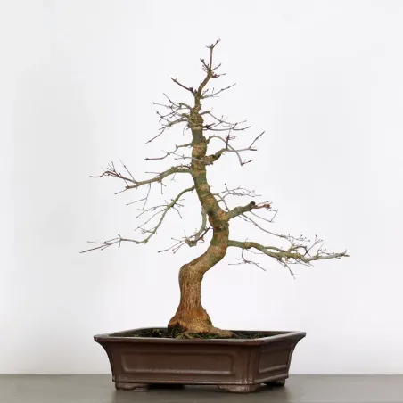 Bonsai Erable Palmatum Deshojo  AD-1-1