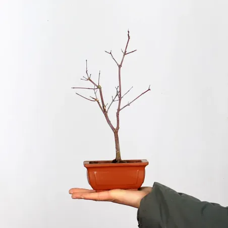 Bonsai Acer Deshojo AD-1-2