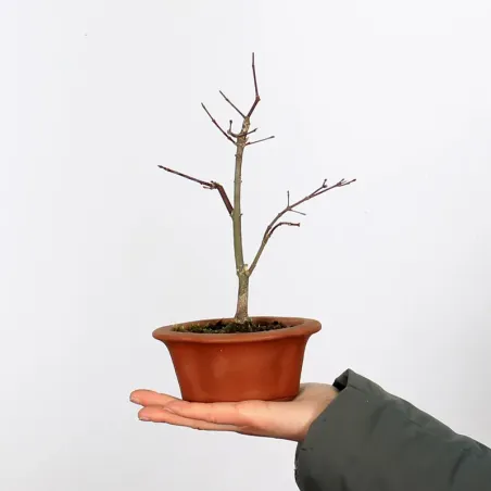 Bonsai Acer Deshojo AD-1-3