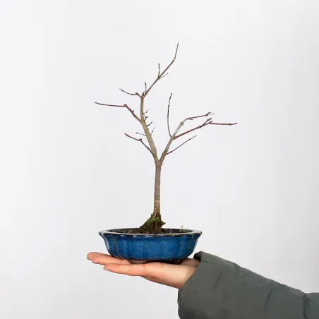 Bonsai Acer Deshojo AD-1-4