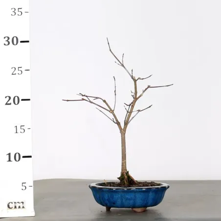 image supplémentaire - ÉRABLE "ACER DESHOJO" 1-4