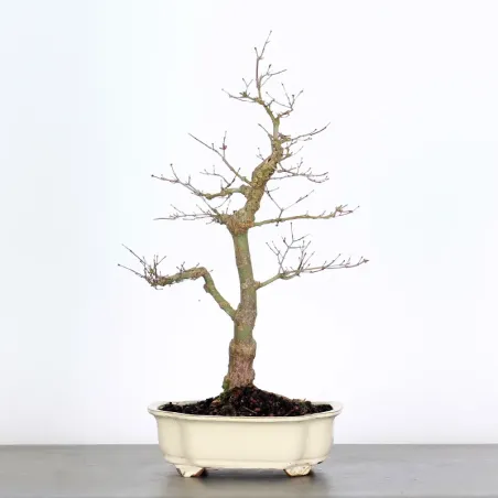 Bonsai Acer Deshojo AD-1-7