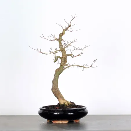 Bonsai Erable Palmatum Deshojo AD-1-8