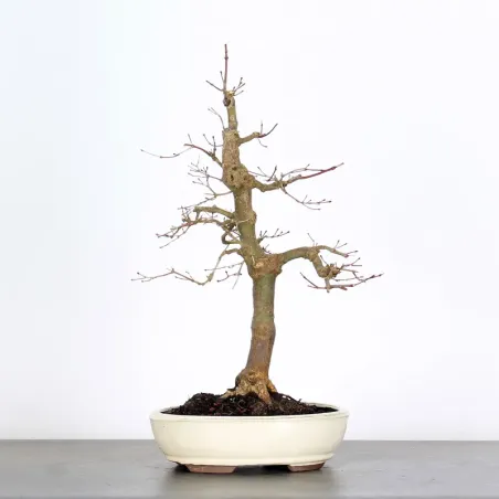 Bonsai Acer Deshojo AD-1-9